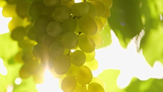 夕阳下成熟的一束白葡萄。一束白葡萄挂在意大利葡萄园上，酿酒概念。葡萄酒葡萄收获