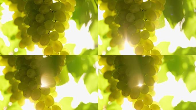 夕阳下成熟的一束白葡萄。一束白葡萄挂在意大利葡萄园上，酿酒概念。葡萄酒葡萄收获