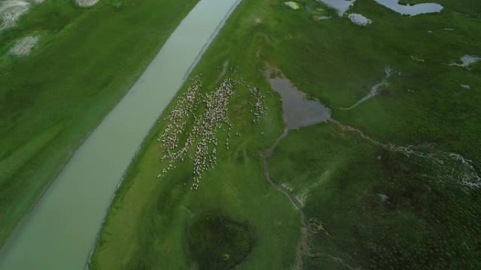 俯瞰在河岸草原上奔跑的一群绵羊