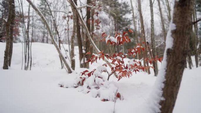 被雪覆盖的森林中充满活力的红叶