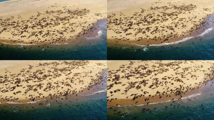 壮观的鸟瞰图看到海角海狗在海岸线上游泳和晒太阳