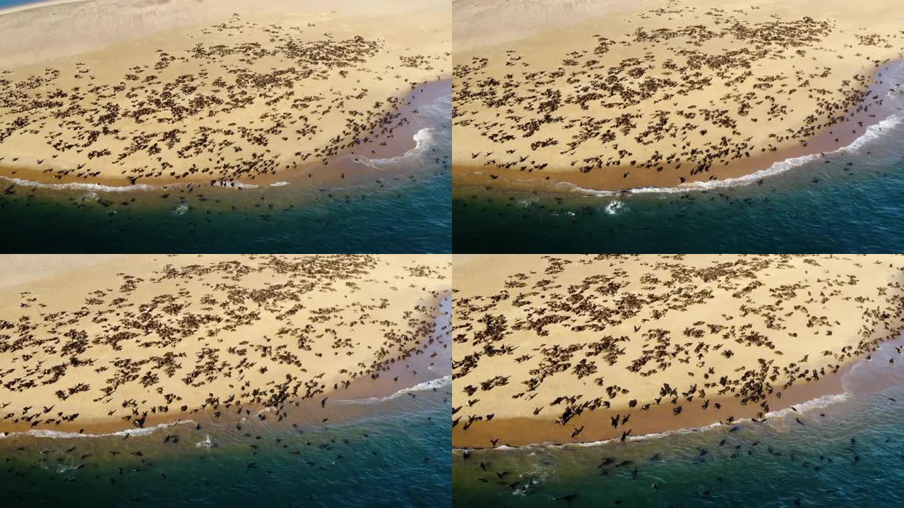 壮观的鸟瞰图看到海角海狗在海岸线上游泳和晒太阳