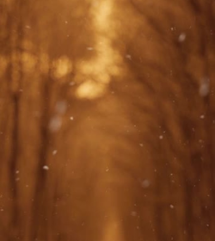 黄金时段下雪天的森林垂直拍摄