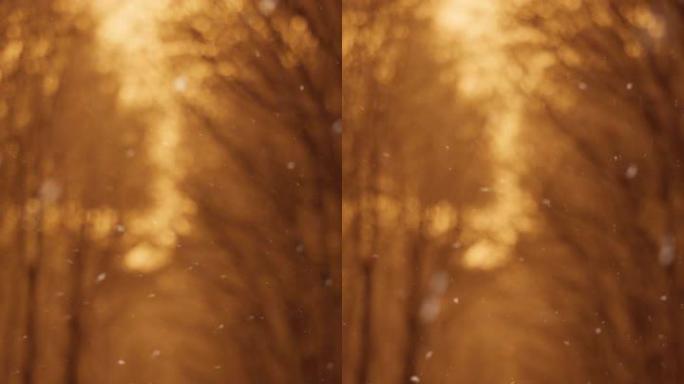 黄金时段下雪天的森林垂直拍摄