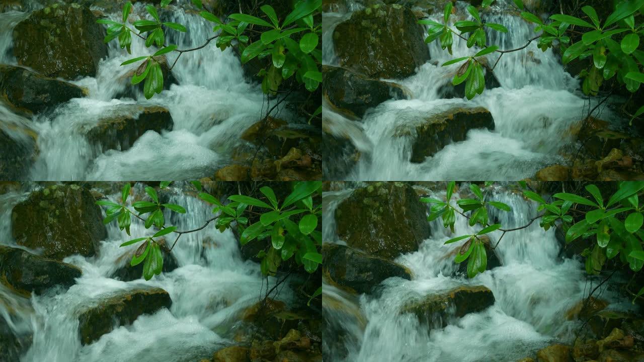森林中的溪流水流水水流小溪