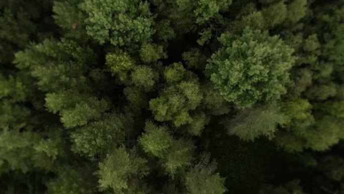 飞越森林树林茂盛的树叶航拍