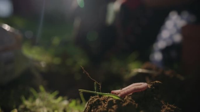 SLO MO女人在种植番茄植物之前先施肥土壤