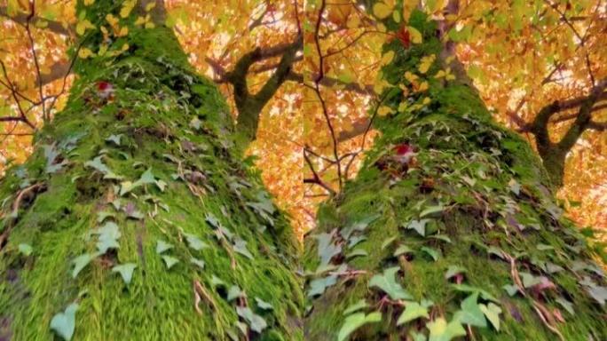垂直: 茂密的绿色苔藓和常春藤爬上高耸的落叶树的树皮