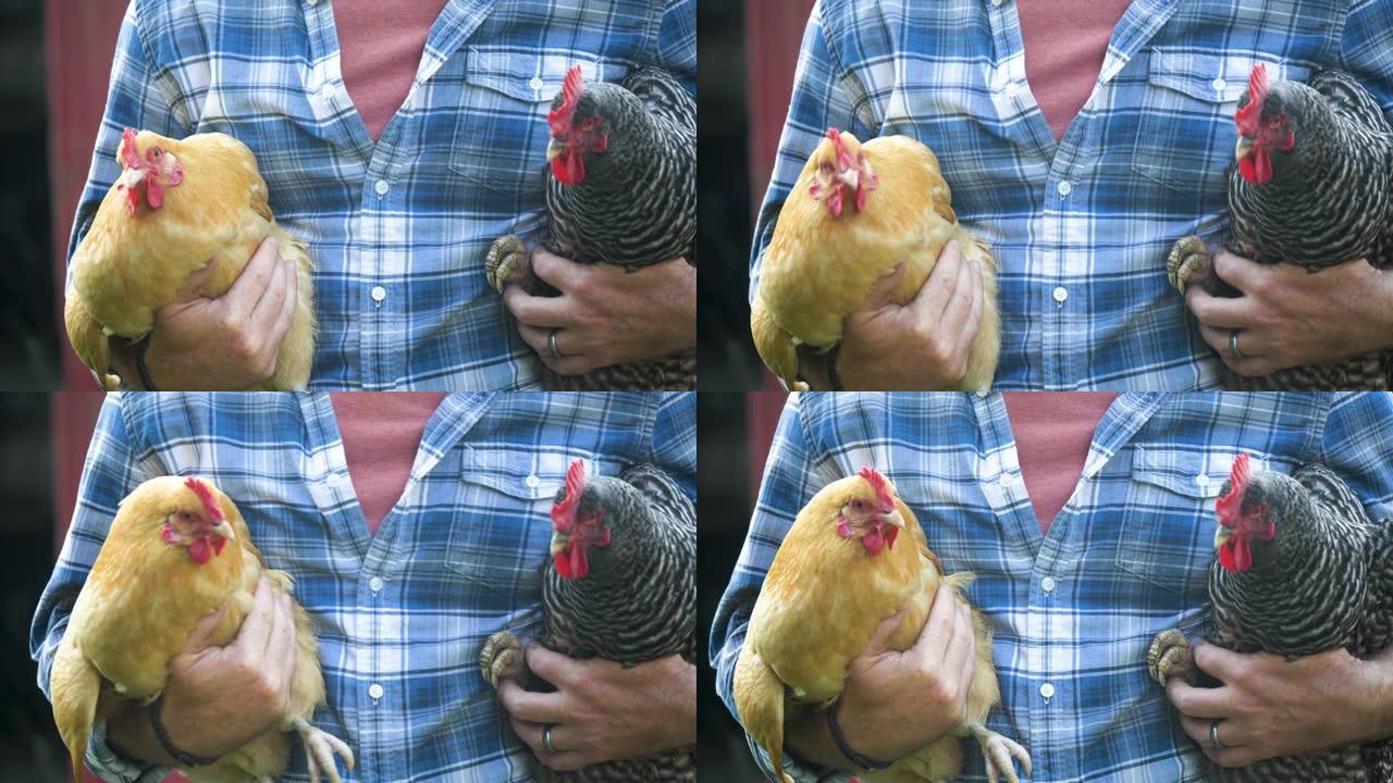 农民拿着两只鸡的裁剪视图