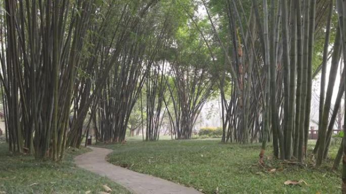 竹木公园绿植小路