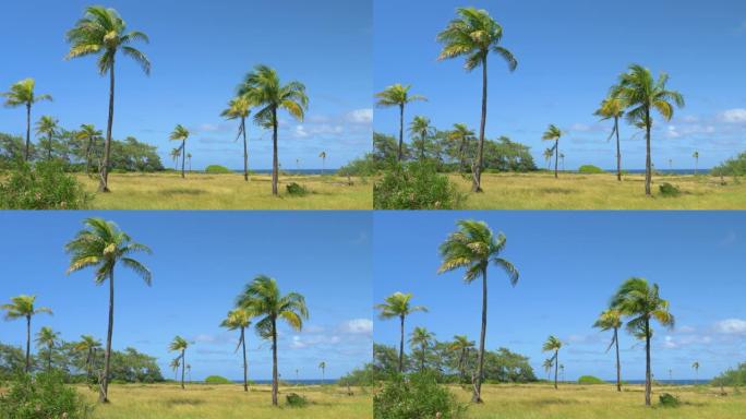 温暖的夏风吹过热带岛屿，使高耸的棕榈树摇摆