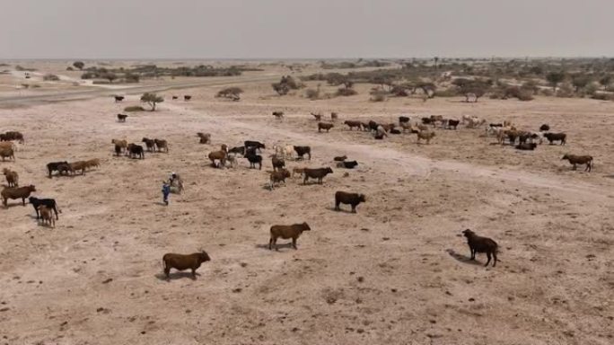 寻找食物和水的稀薄自由漫游牛的空中平移视图。干旱，气候变化
