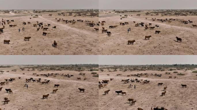 寻找食物和水的稀薄自由漫游牛的空中平移视图。干旱，气候变化