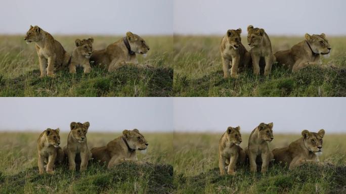 特写慢速母狮和两只可爱的幼崽在非洲萨凡纳草原上看着相机