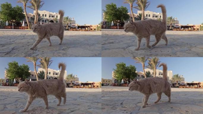 沙色的猫穿过埃及埃尔古纳的广场。万向镜头，埃尔古纳市中心