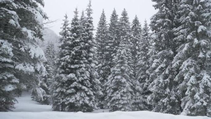 特写: 风景如画的大型针叶树被原始的白雪覆盖。