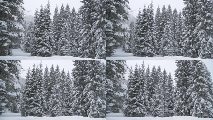 特写: 风景如画的大型针叶树被原始的白雪覆盖。