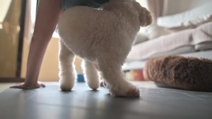 玩具贵宾犬在家庭锻炼中与中国女人玩耍瑜伽锻炼客厅
