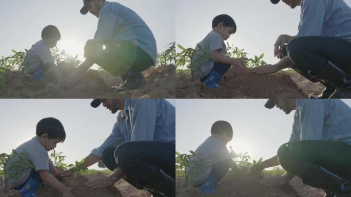 在家庭的剪影日落中，父亲教2岁的男婴在一起工作的同时在户外种树。教孩子们关于可持续发展的概念。