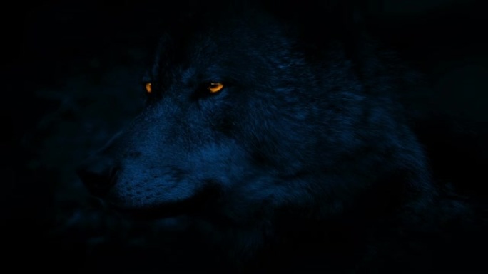 黑暗中狼发光的眼睛
