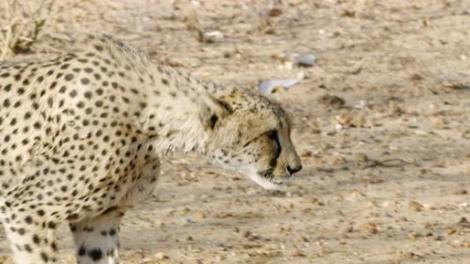 非洲纳米比亚的猎豹跟踪女士