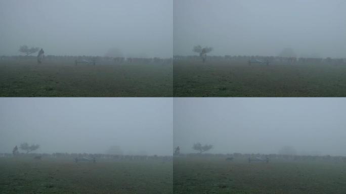 南美洲乌拉圭Tacuarembo的雾中的肉牛和奶牛。
