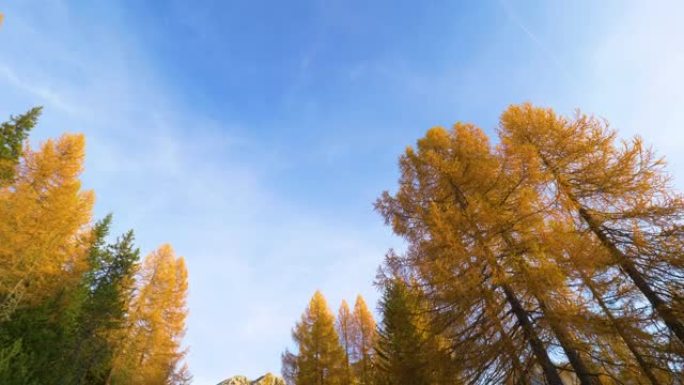 自下而上: 美丽的秋天彩色落叶松高高耸立在湛蓝的天空中