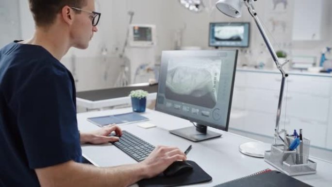 兽医诊所专家在台式电脑上工作，使用软件检查狗的x光扫描，以寻找潜在的骨折。女兽医在背景中行走