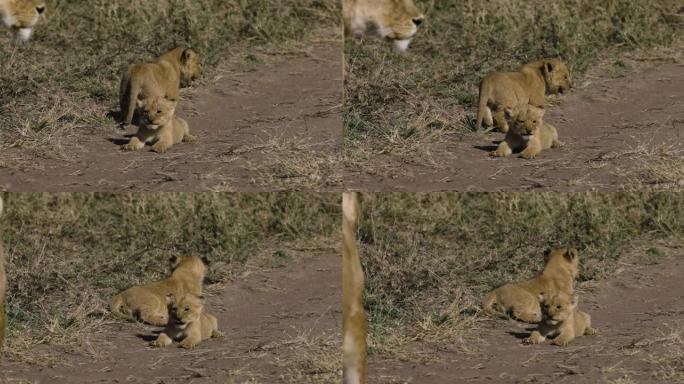 特写慢速的母狮和非洲萨凡纳草原上的两只非常年轻可爱的幼崽