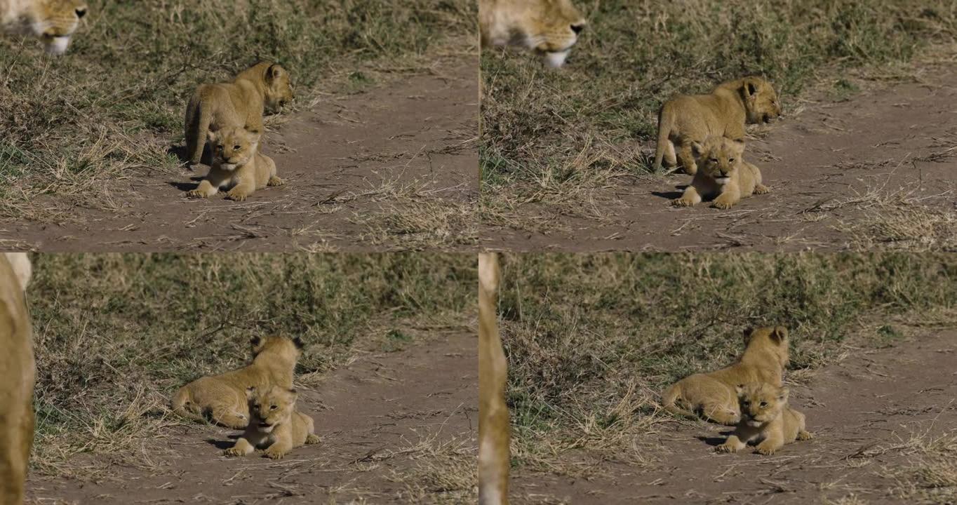 特写慢速的母狮和非洲萨凡纳草原上的两只非常年轻可爱的幼崽