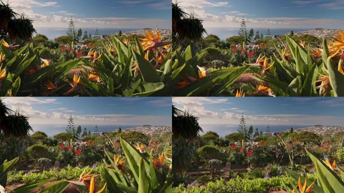 马德拉植物园的丰沙尔阳光明媚。马德拉岛和丰沙尔市各种植被和花卉的华丽阳光明媚