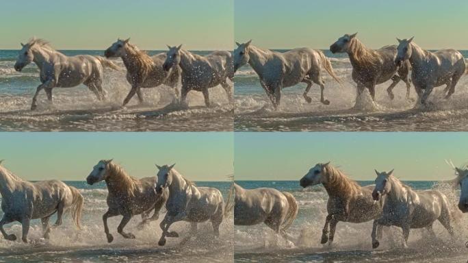 慢动作美丽的白马在海洋中奔跑和飞溅