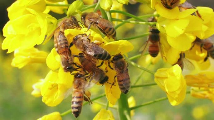 春季油菜籽上的许多蜜蜂