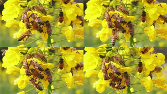 春季油菜籽上的许多蜜蜂