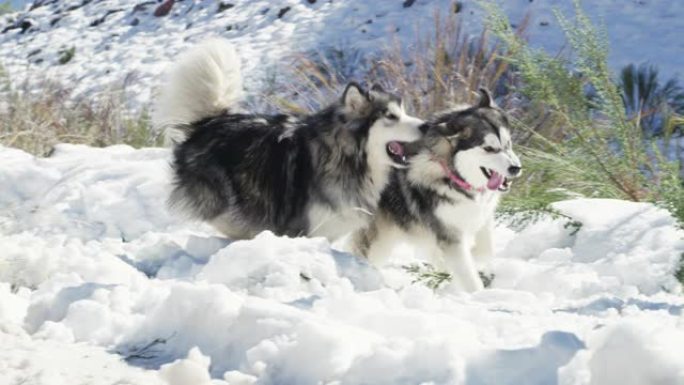 马拉穆特人是真正的雪天使