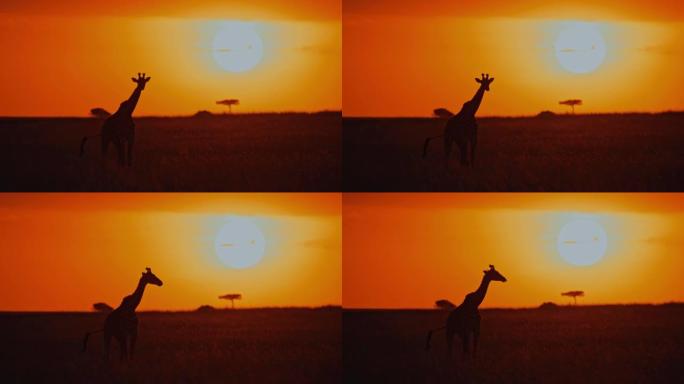 日出天空下自然保护区的剪影长颈鹿