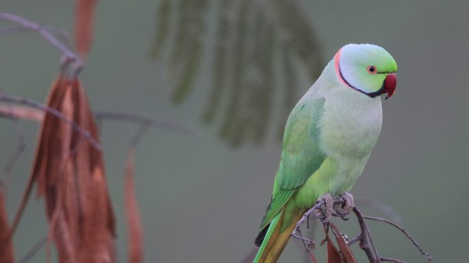 野生红领绿鹦鹉头部特征的特写镜头