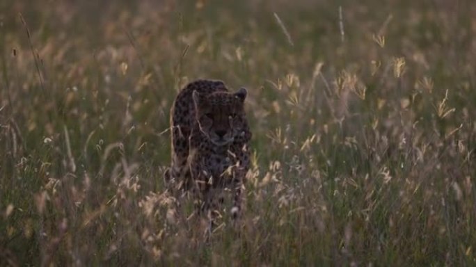 在非洲大草原上行走的雌性猎豹的慢动作特写