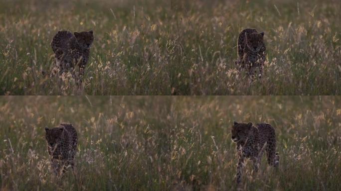 在非洲大草原上行走的雌性猎豹的慢动作特写