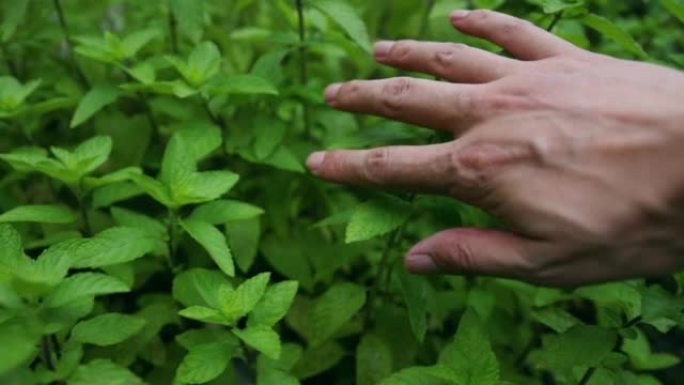 手触摸新鲜薄荷叶手触摸新鲜薄荷叶