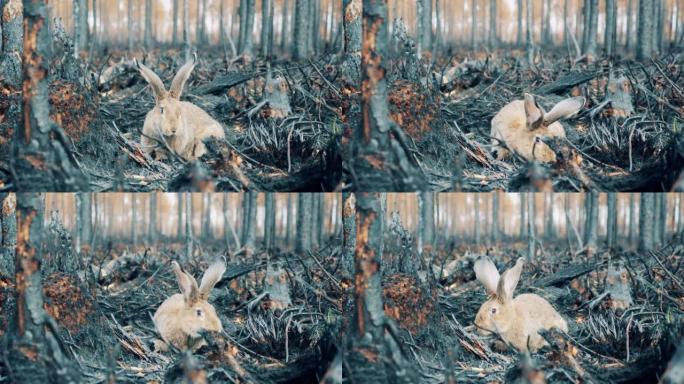 一只兔子在火区嗅探烧毁的地面