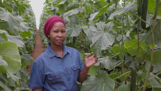 一位骄傲的黑人非洲女农民站在温室隧道中种植的水培黄瓜旁边的特写肖像