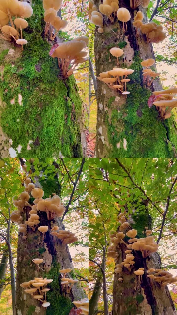 垂直: 在秋天的彩色树上生长的木材蘑菇的详细照片。