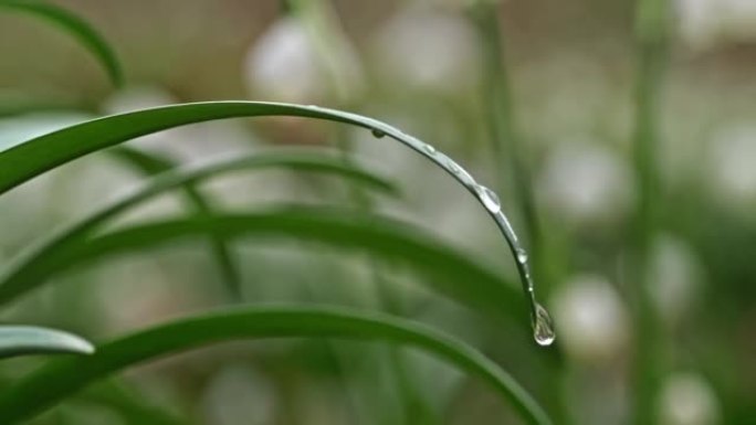 超级SLO MO特写镜头的水滴在狭窄的叶子上，粘在上面，通过冲击运动，单滴从叶子上流下