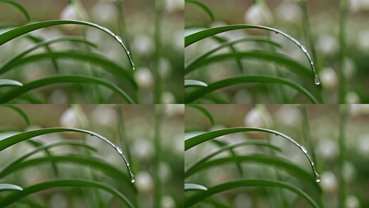 超级SLO MO特写镜头的水滴在狭窄的叶子上，粘在上面，通过冲击运动，单滴从叶子上流下