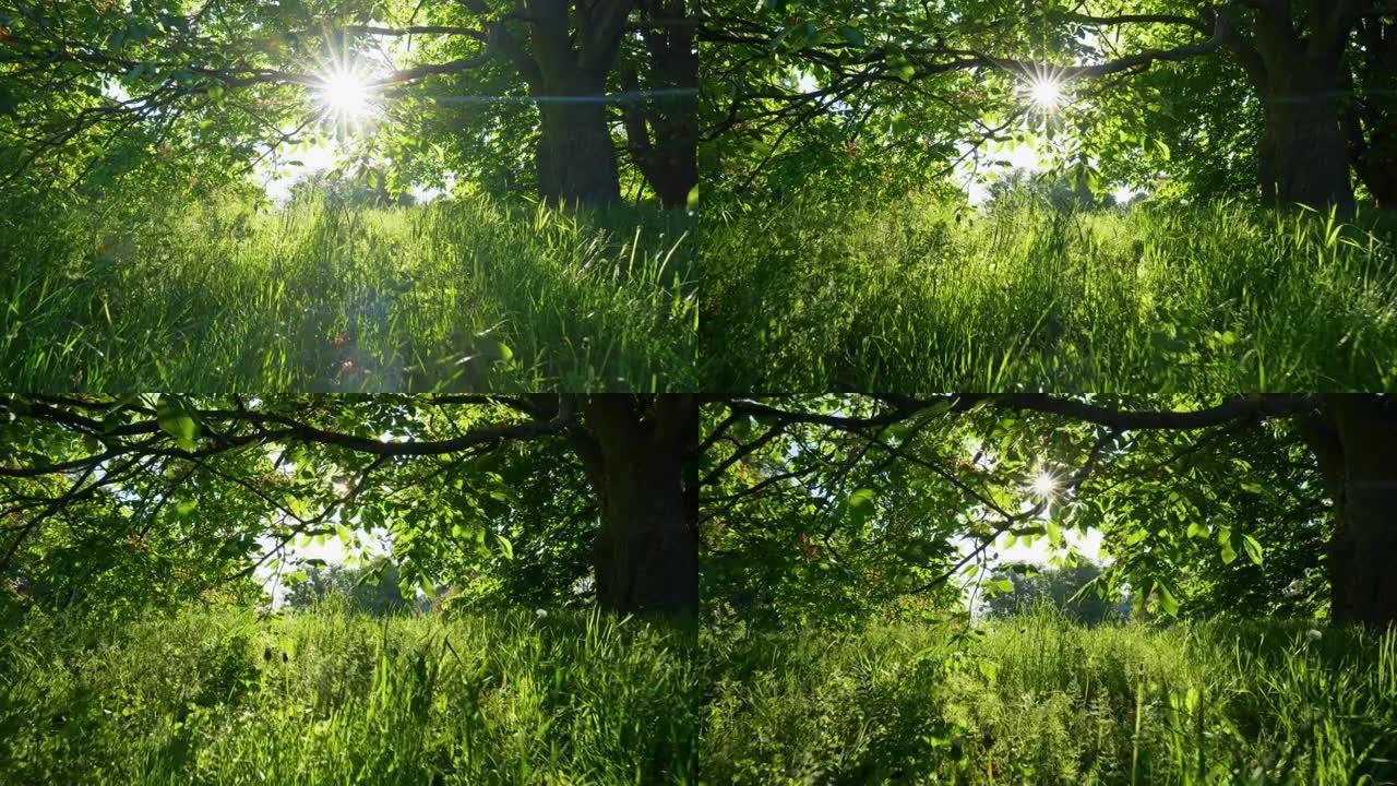 春末的绿色城市公园。早晨的阳光照亮了甜美的绿色植物。万向节射击，4K