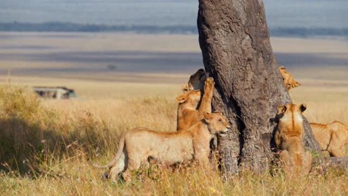 狮子的慢动作骄傲，在阳光明媚的野生动物保护区爬树
