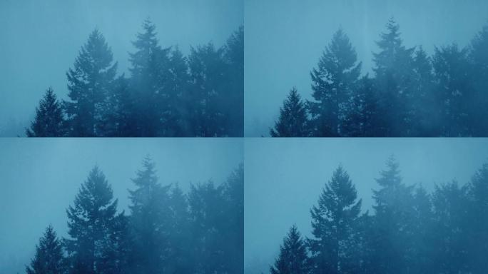 薄雾笼罩的森林树木上的雨水