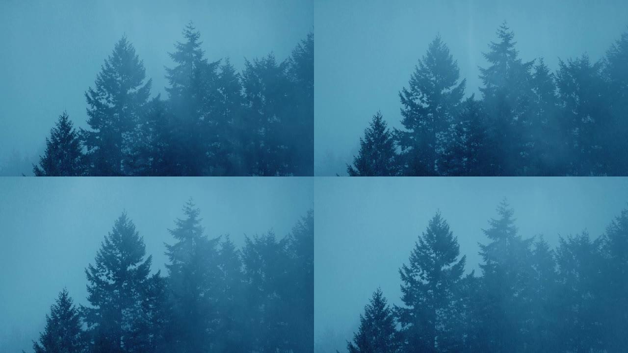 薄雾笼罩的森林树木上的雨水