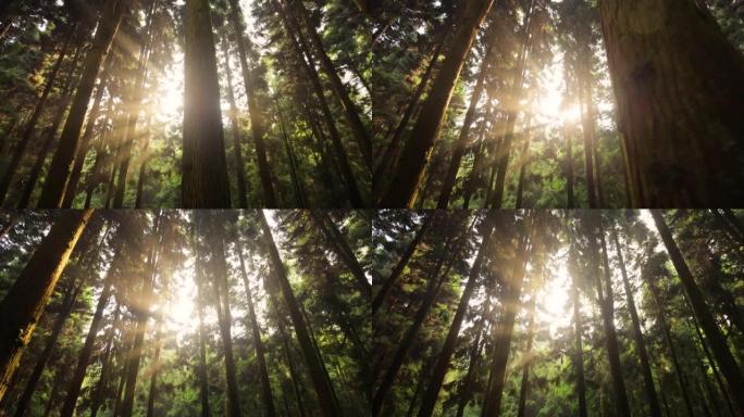 阳光普照的森林丁达尔效应树林光束
